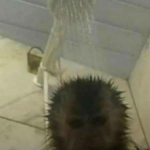 Meet your Posher, Ballz
